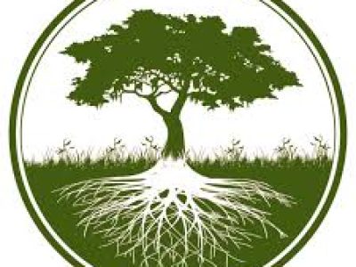 Croft Tree Experts
